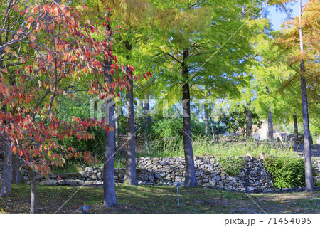 明石海峡公園 紅葉と秋の花々 明石海峡公園 紅葉と秋の花々 71454095