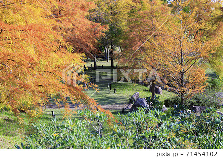 明石海峡公園　紅葉と秋の花々 71454102