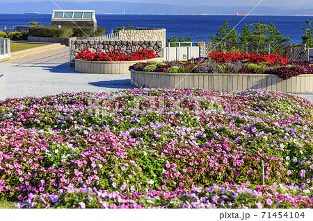 明石海峡公園 紅葉と秋の花々 明石海峡公園 紅葉と秋の花々 71454104