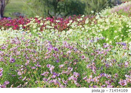 明石海峡公園 紅葉と秋の花々 明石海峡公園 紅葉と秋の花々 71454109