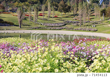 明石海峡公園 紅葉と秋の花々 明石海峡公園 紅葉と秋の花々 71454113