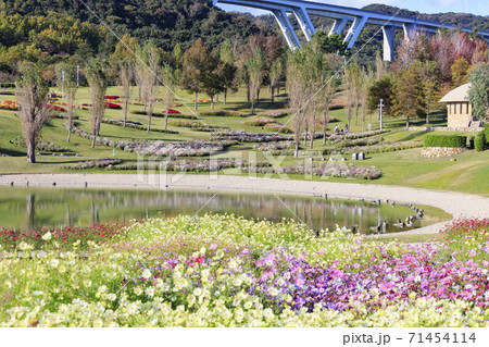 明石海峡公園 紅葉と秋の花々 明石海峡公園 紅葉と秋の花々 71454114