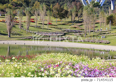 明石海峡公園 紅葉と秋の花々 明石海峡公園 紅葉と秋の花々 71454115