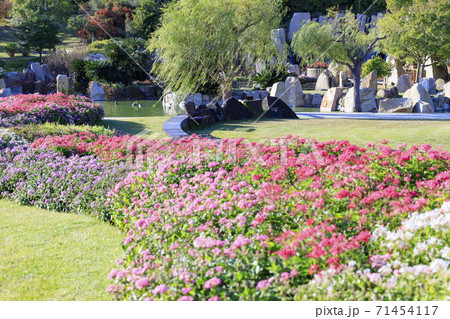 明石海峡公園 紅葉と秋の花々 明石海峡公園 紅葉と秋の花々 71454117