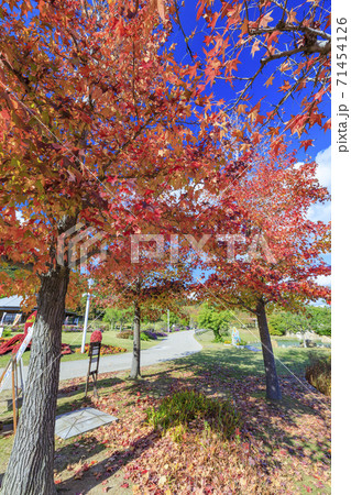 明石海峡公園 紅葉と秋の花々 明石海峡公園 紅葉と秋の花々 71454126
