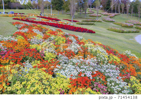 明石海峡公園 紅葉と秋の花々 明石海峡公園 紅葉と秋の花々 71454138