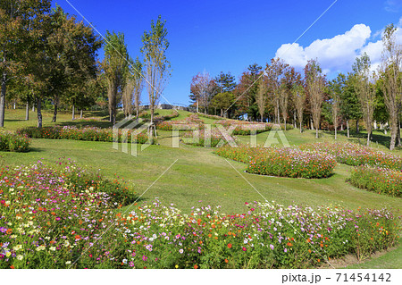 明石海峡公園 紅葉と秋の花々 明石海峡公園 紅葉と秋の花々 71454142