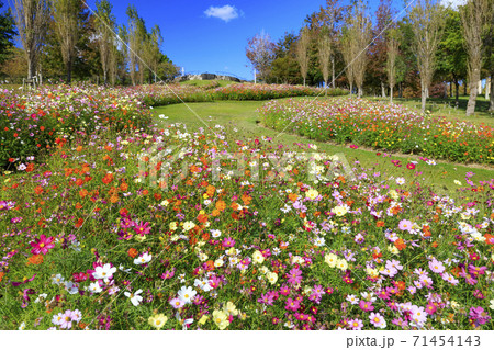 明石海峡公園　紅葉と秋の花々 71454143