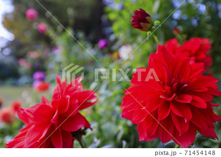 明石海峡公園 紅葉と秋の花々 明石海峡公園 紅葉と秋の花々 71454148