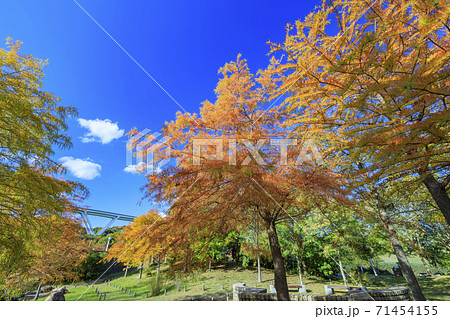 明石海峡公園　紅葉と秋の花々 71454155