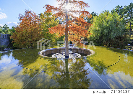 明石海峡公園 紅葉と秋の花々 明石海峡公園 紅葉と秋の花々 71454157