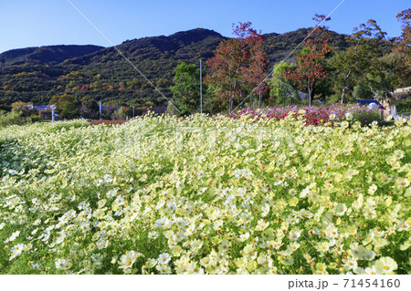 明石海峡公園　紅葉と秋の花々 71454160