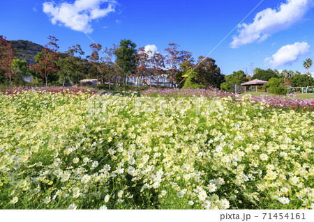 明石海峡公園　紅葉と秋の花々 71454161
