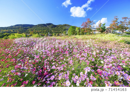 明石海峡公園　紅葉と秋の花々 71454163