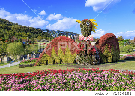 明石海峡公園　紅葉と秋の花々 71454181