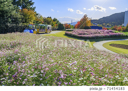 明石海峡公園　紅葉と秋の花々 71454183
