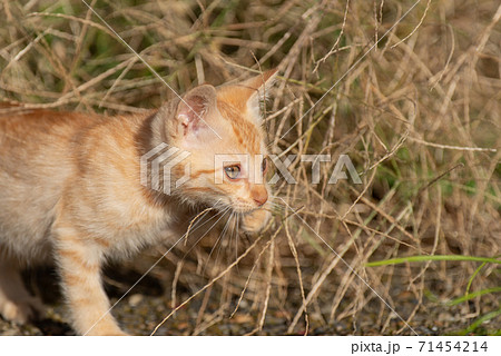好奇心旺盛な子猫 茶トラ猫の写真素材