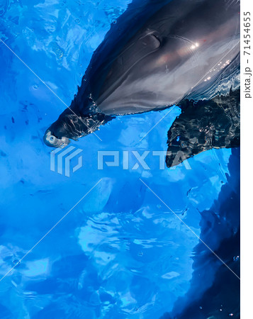 beautiful bottlenose dolphin in blue sea water beautiful bottlenose dolphin in blue sea water 71454655