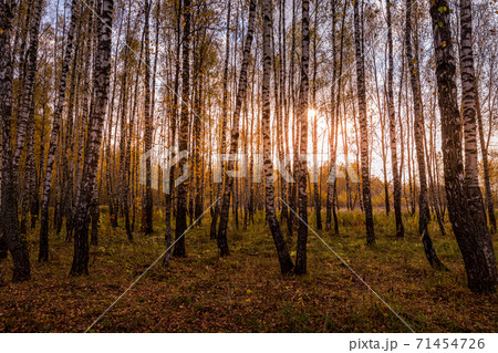 Sunset in an autumn birch grove with yellow leaves and sunrays cutting through the trees on a sunny evening during the fall. Sunset in an autumn birch grove with yellow leaves and sunrays cutting through the trees on a sunny evening during the fall. 71454726