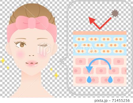 健康な肌 断面図 女性のイラスト素材