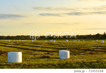Hay in rolls in white packages on field is stored in open on sunset background. Hay in rolls in white packages on field is stored in open on sunset background. 71455338