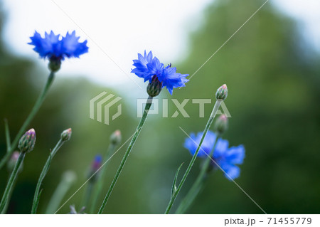 Blue cornflowers macro photo 71455779