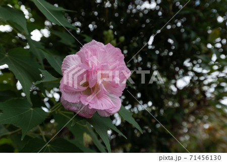 酔芙蓉 酔芙蓉 71456130
