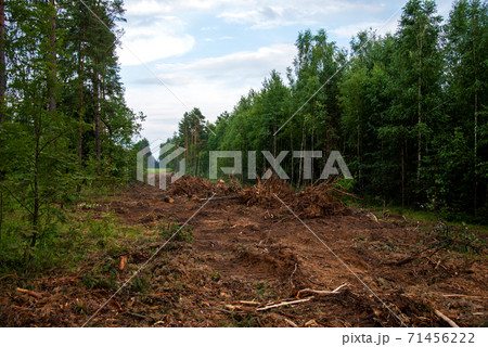 Large quantity of cut and stacked spruce timber in forest for transported. Large quantity of cut and stacked spruce timber in forest for transported. 71456222