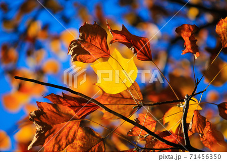 枯れそうな紅葉とこれからの紅葉 枯れそうな紅葉とこれからの紅葉 71456350