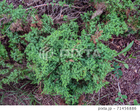 Closeup green thorny bush, plant with thorns 71456886