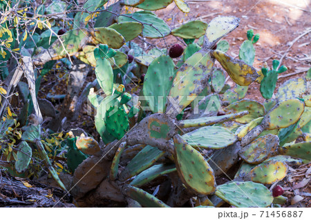 Beautiful Prickly Pear Cactus with burgundy fruits in Ayia Napa coast in Cyprus. Opuntia, ficus-indica, Indian fig opuntia, barbary fig, blooming cactus pear 71456887