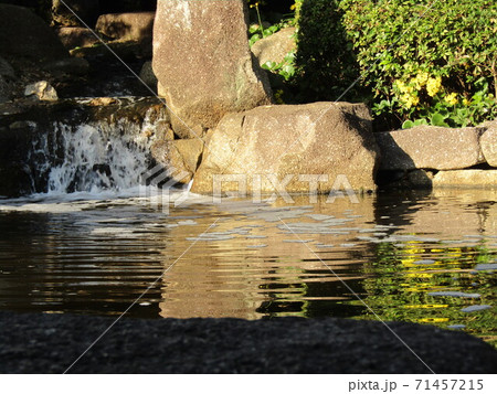 小さい滝と黄色い花ツワブキの写真素材