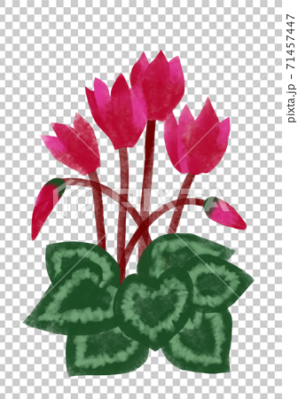 シクラメン 手書き 水彩 冬の花のイラスト素材