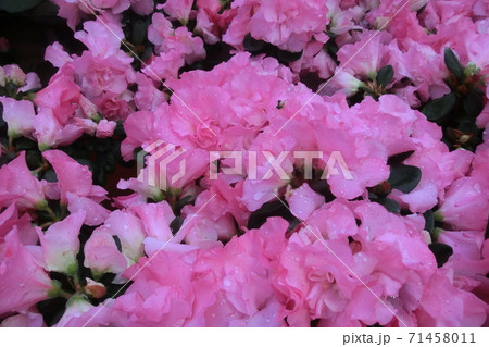 新種のアザレアひろかの写真素材