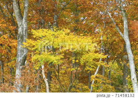 八海山ロープウェイ 紅葉 八海山ロープウェイ 紅葉 71458132