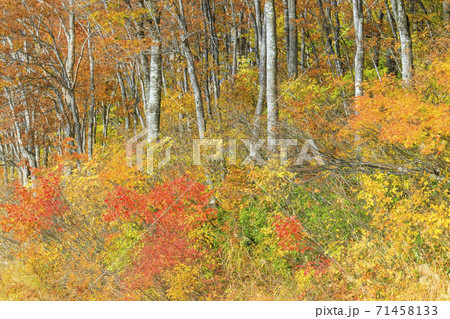 八海山ロープウェイ　紅葉 71458133