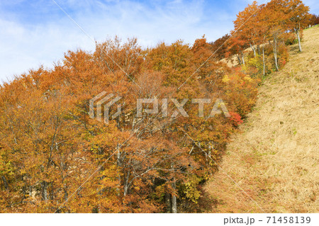 八海山ロープウェイ 紅葉 八海山ロープウェイ 紅葉 71458139