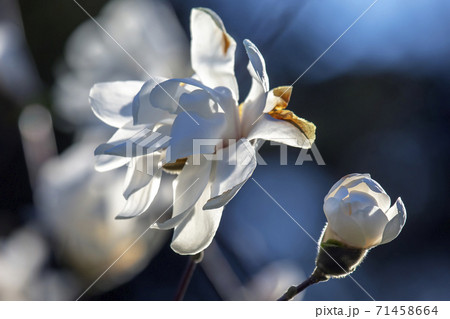 Spring flowering magnolia tree. Fragrant flower. Flora and Botany 71458664