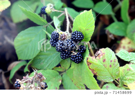 Fresh berry blackberry on a bush in nature 71458699