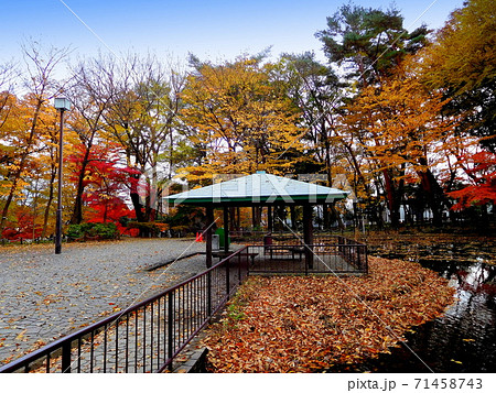 秋 紅葉 塚山公園 下高井戸 秋 紅葉 塚山公園 下高井戸 71458743