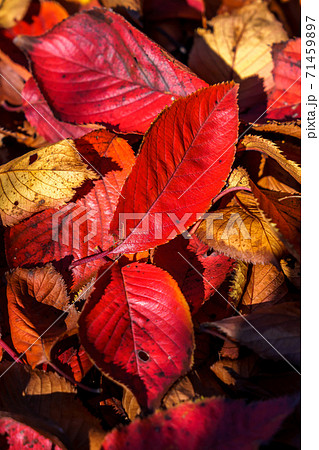 赤く染まった落ち葉 71459897