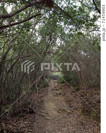 さみしい小道 さみしい小道 71459903