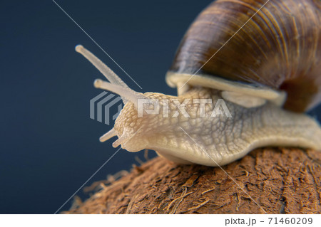 Helix pomatia. grape snail on a coconut on a dark background. Helix pomatia. grape snail on a coconut on a dark background. 71460209