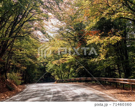 beautiful road in the autumn forest as a backdrop beautiful road in the autumn forest as a backdrop 71460360