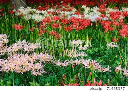 祖光院ピンクと白と赤の彼岸花 千葉県松戸市 の写真素材