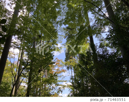 forest〜木々と秋の青空 71463551