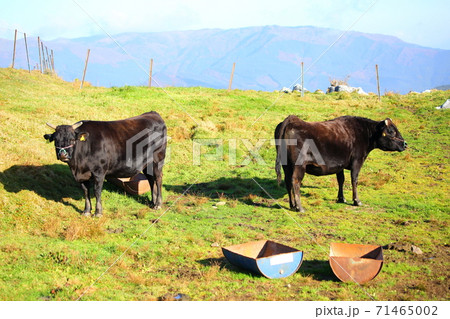 四国カルスト 71465002