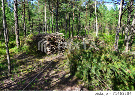 Large quantity of cut and stacked spruce timber in forest for transported.  71465284