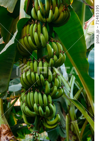Bunch of bananas growing on banana tree 71465395