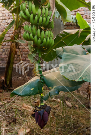 Banana flower and small green bananas growing on a tree 71465396